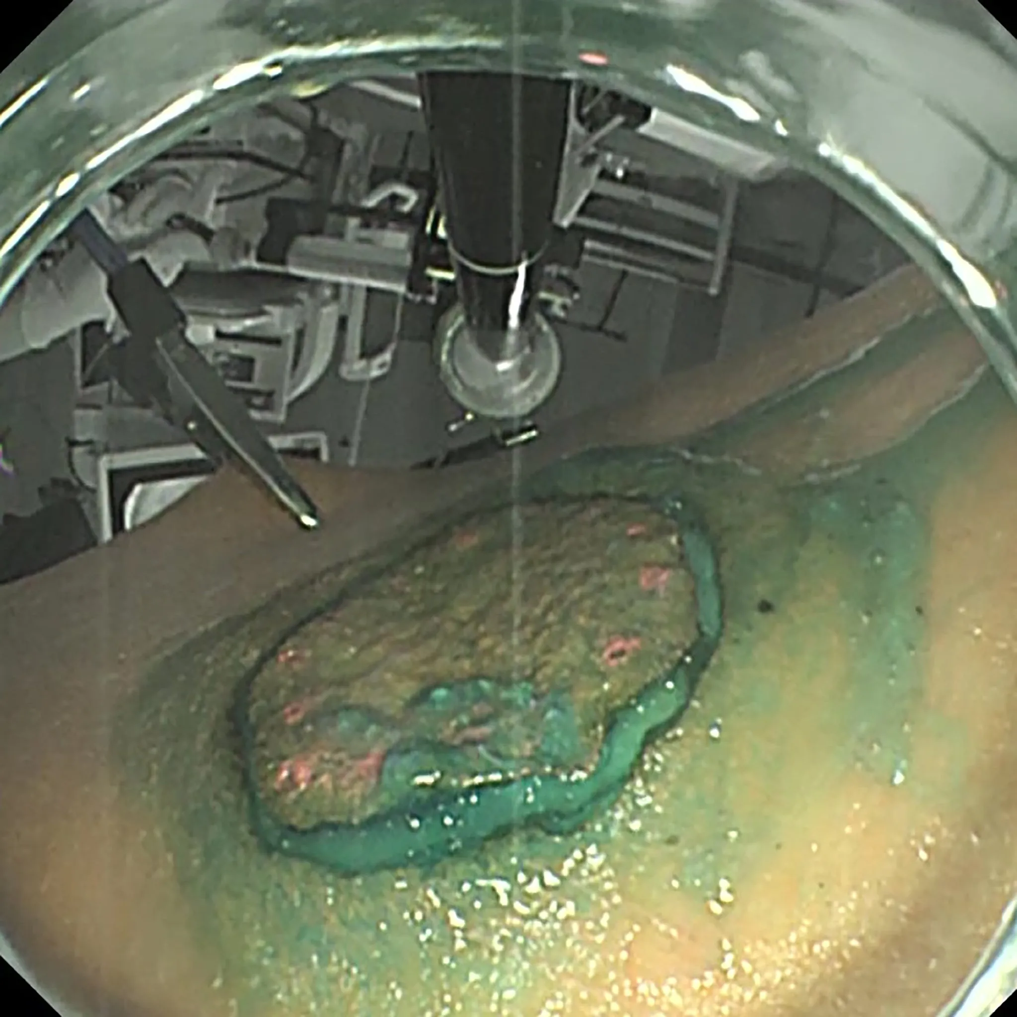 Gastric Mucosa Model